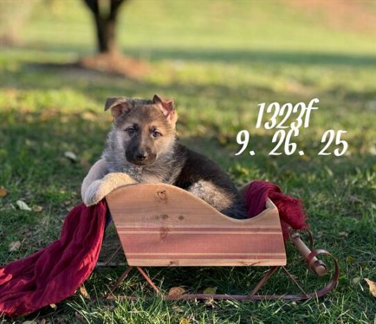 [#25774-08] Black / Tan F German Shepherd Dog Puppies for Sale