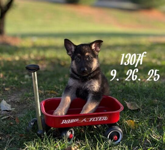 [#25774-09] Black / Tan F German Shepherd Dog Puppies for Sale