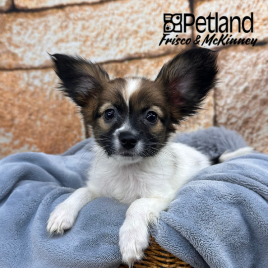 [#252765-07] Tri-Colored F Papillon Puppies for Sale