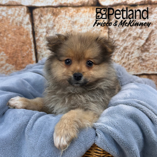[#252860-02] Sable M Pomeranian Puppies for Sale