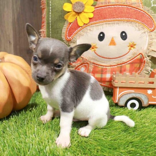 [#252728-02] Blue / Tan M Chihuahua Puppies for Sale