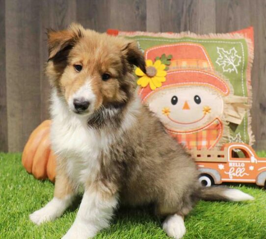 [#252748-01] Sable / White M Shetland Sheepdog Puppies for Sale