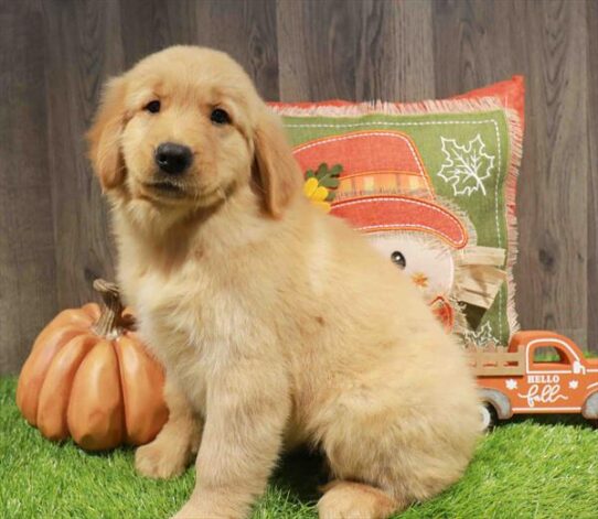 [#252750-03] Golden M Golden Retriever Puppies for Sale