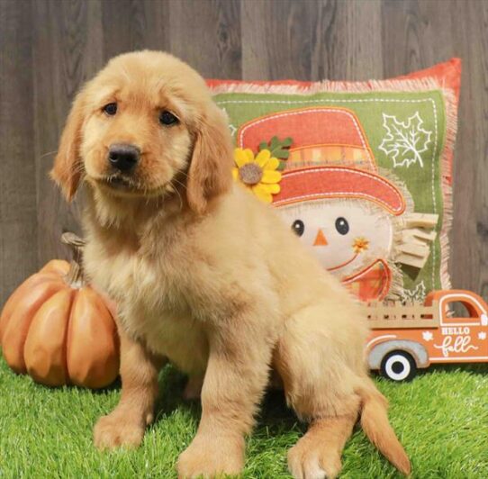 [#252750-07] Golden F Golden Retriever Puppies for Sale