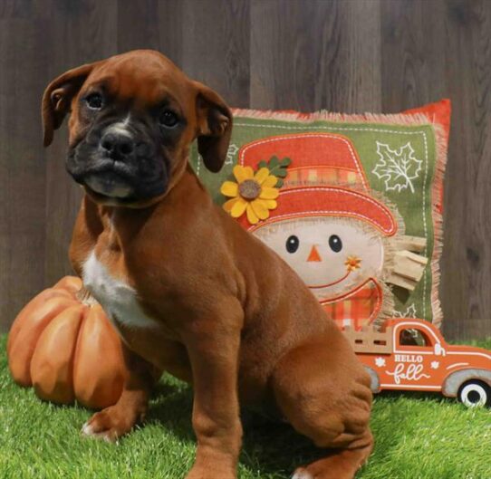 [#252759-01] Mahogany M Boxer Puppies for Sale