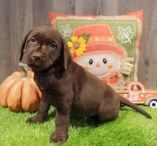 [#252771-05] Chocolate M Labrador Retriever Puppies for Sale