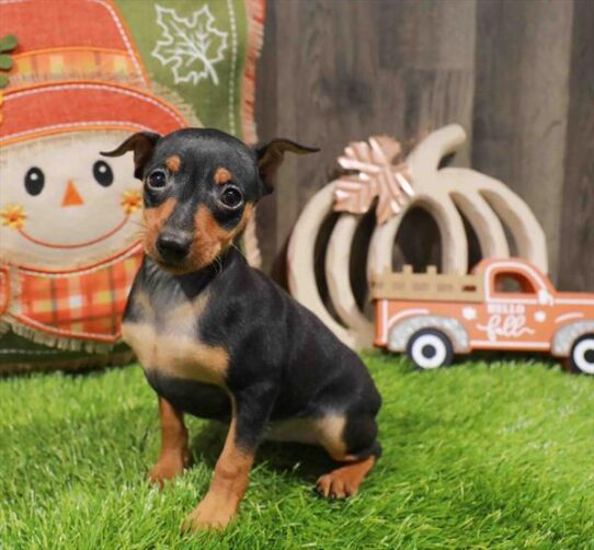 [#252813-01] Black / Tan M Miniature Pinscher Puppies for Sale