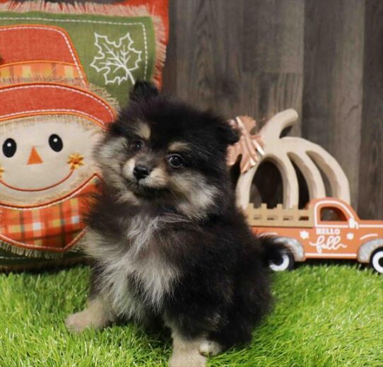 [#252817-02] Black M Pomeranian Puppies for Sale
