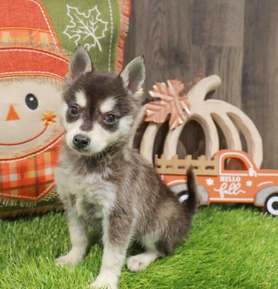 [#252818-01] Black / White M Alaskan Klee Kai Puppies for Sale