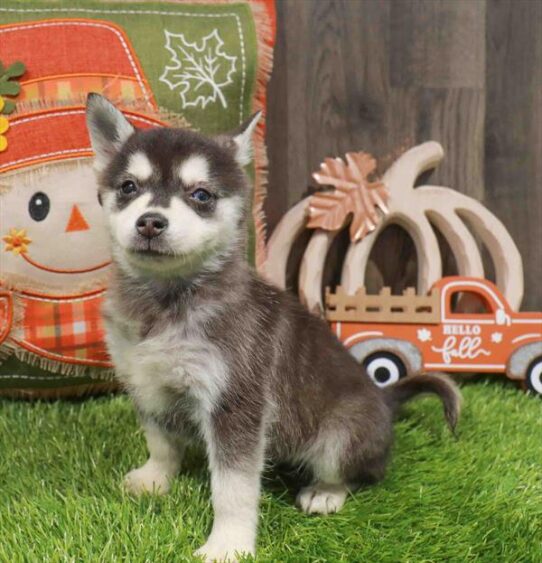 [#252818-02] Black / White M Alaskan Klee Kai Puppies for Sale