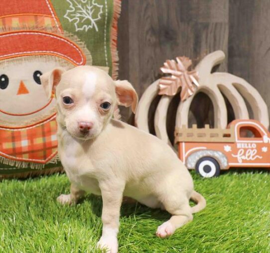 [#252828-03] Fawn F Chihuahua Puppies for Sale