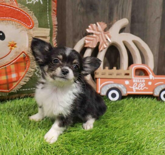 [#252829-01] Black / White M Chihuahua Puppies for Sale