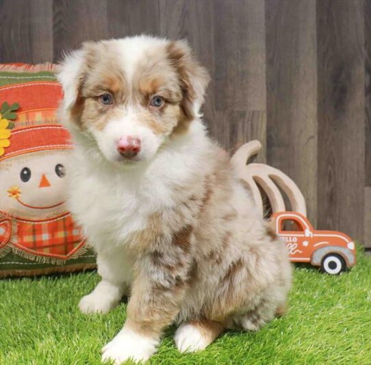 [#252852-01] Red Merle M Australian Shepherd Puppies for Sale