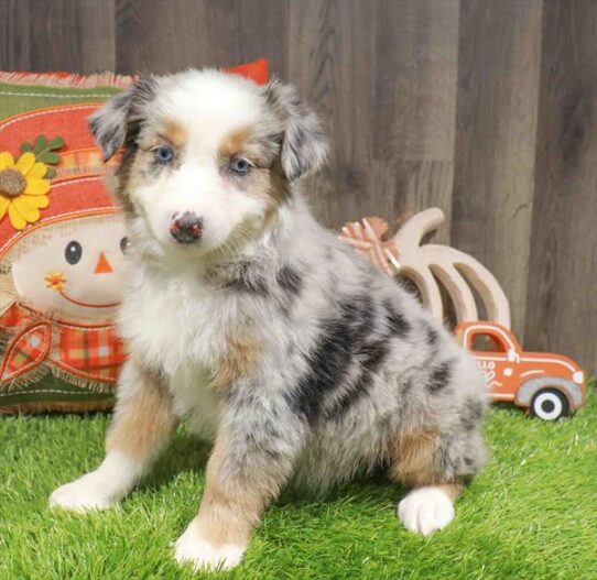 [#252852-02] Blue Merle F Australian Shepherd Puppies for Sale