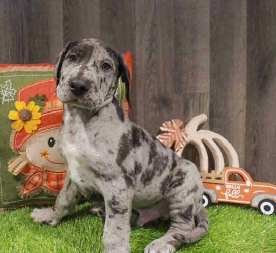 [#252875-02] Blue Merle M Great Dane Puppies for Sale