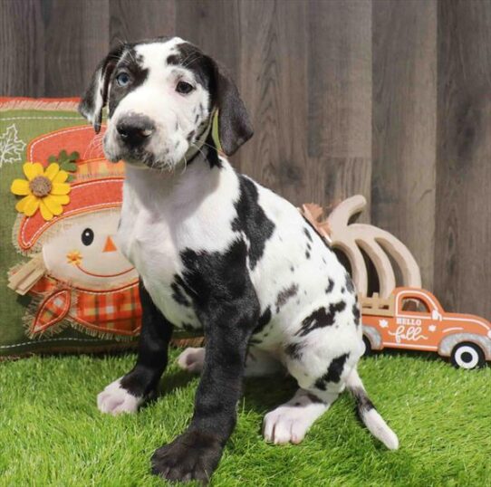 [#252875-03] Merlequin F Great Dane Puppies for Sale