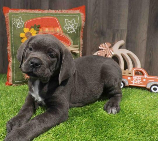 [#252876-02] Blue M Cane Corso Puppies for Sale