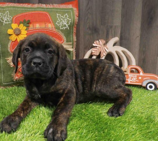 [#252876-04] Brindle F Cane Corso Puppies for Sale