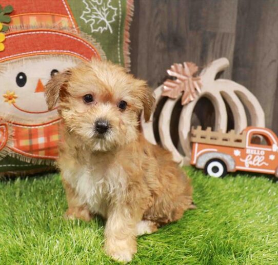 [#252898-02] Gold F Morkie Puppies for Sale
