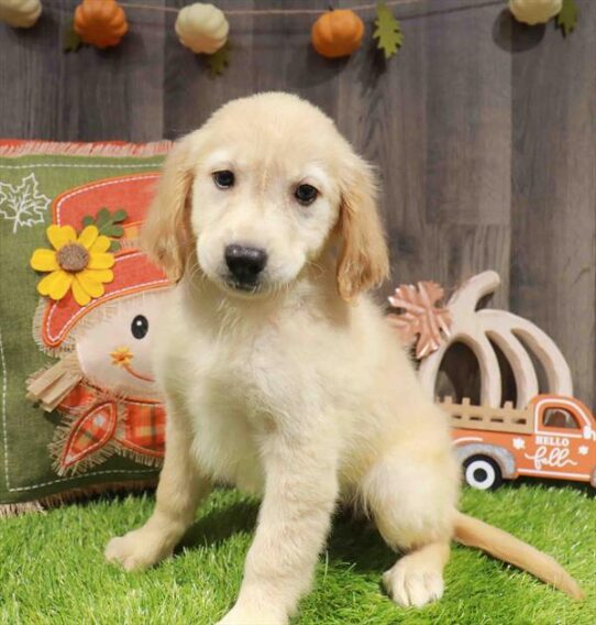 [#252899-04] Golden F Golden Retriever Puppies for Sale