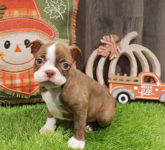 [#252910-01] Seal Brindle / White M Boston Terrier Puppies for Sale
