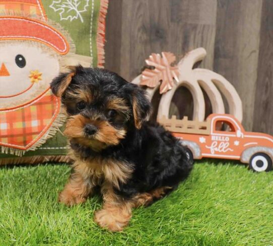[#252921-02] Black / Tan F Yorkshire Terrier Puppies for Sale