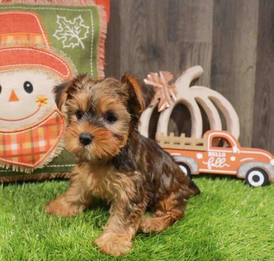 [#252922-03] Gold F Yorkshire Terrier Puppies for Sale