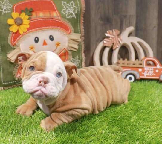 [#252923-03] Fawn Merle F Bulldog Puppies for Sale