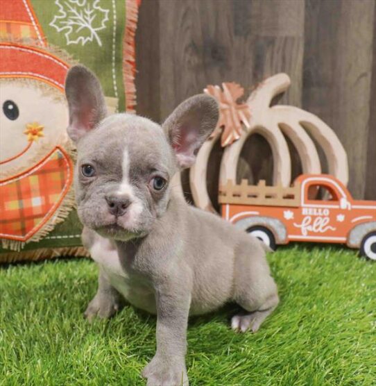 [#252924-02] Blue Brindle F French Bulldog Puppies for Sale