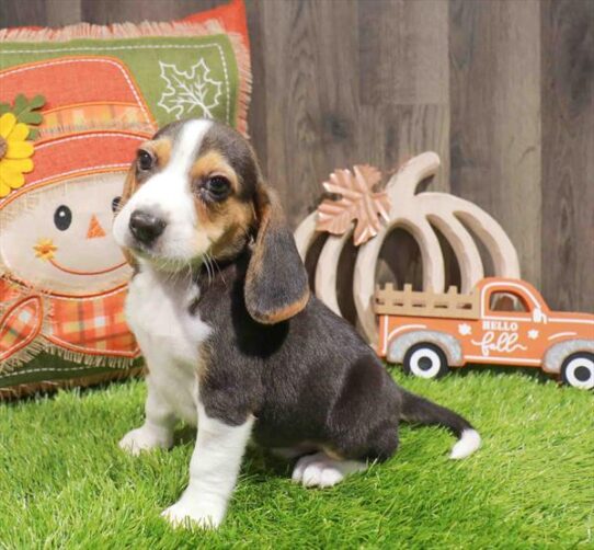 [#252926-01] Tri-Colored M Beagle Puppies for Sale