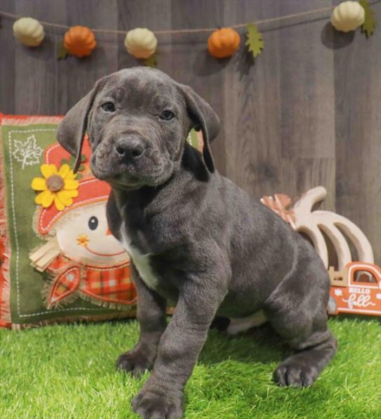 [#252935-03] Blue M Cane Corso Puppies for Sale
