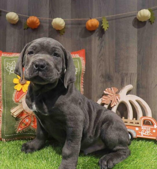 [#252935-05] Black F Cane Corso Puppies for Sale