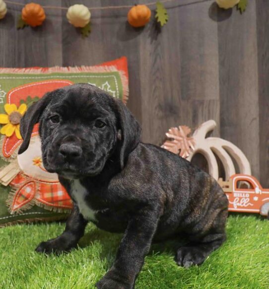 [#252935-08] Brindle M Cane Corso Puppies for Sale