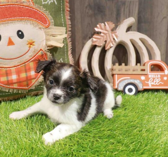 [#252944-01] Brown / White M Chihuahua Puppies for Sale