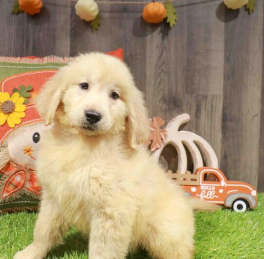 [#252968-03] Golden M Golden Retriever Puppies for Sale