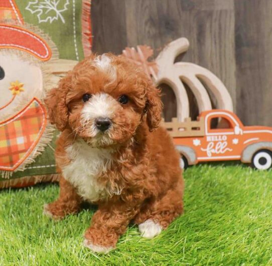 [#252970-03] Red F Cock A Poo Puppies for Sale