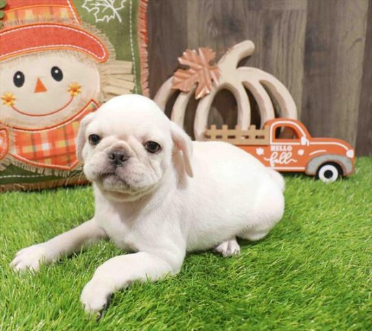 [#253007-03] White M Pug Puppies for Sale
