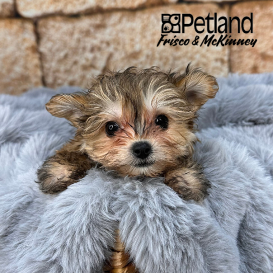 [#252938-01] Sable F Yochon Puppies for Sale