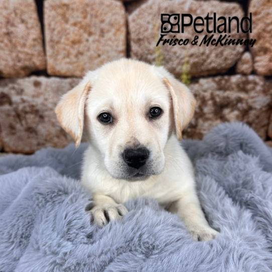 [#2545-07] Yellow F Labrador Retriever Puppies for Sale