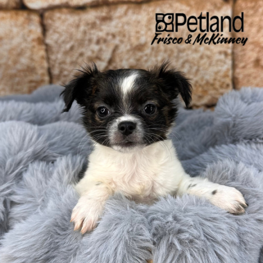 [#252944-01] Brown / White M Chihuahua Puppies for Sale