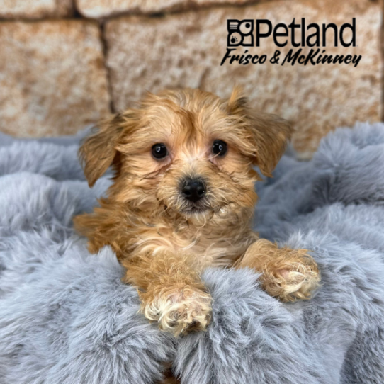 [#252898-02] Gold F Morkie Puppies for Sale