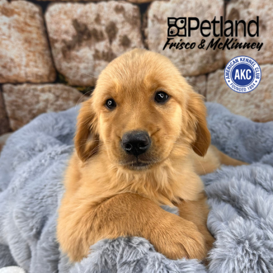 [#252750-07] Golden F Golden Retriever Puppies for Sale