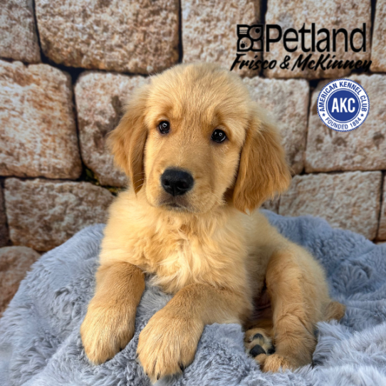 [#252750-03] Golden M Golden Retriever Puppies for Sale