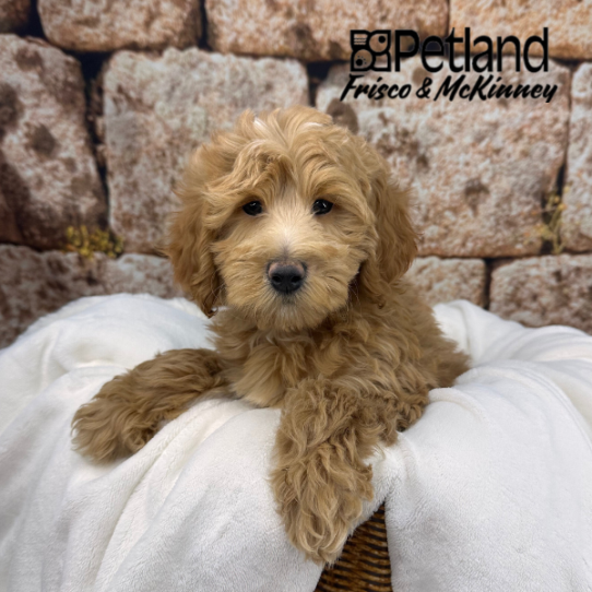 [#252862-03] Red M Goldendoodle Mini 2nd Gen Puppies for Sale