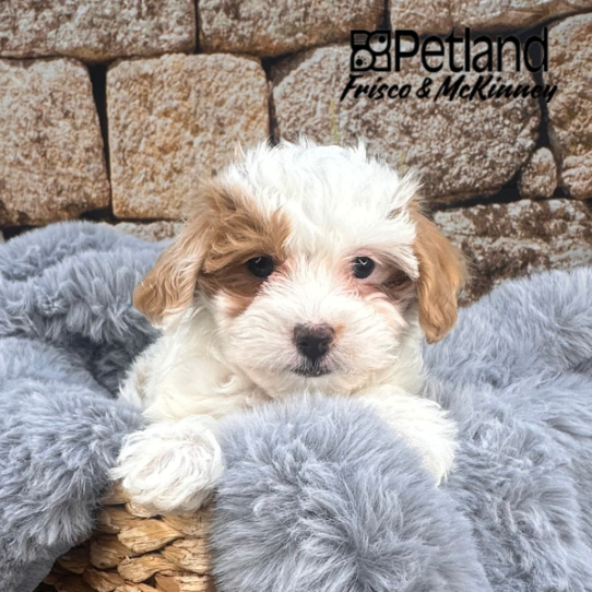 [#25146-03] Red / White F Maltipoo Puppies for Sale