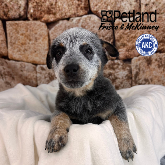 [#M12672] Blue Mottled M Australian Cattle Dog Puppies for Sale