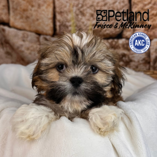 [#M12815] Golden M Lhasa Apso Puppies for Sale