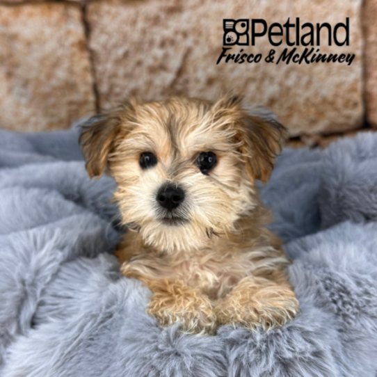 [#252939-02] Gold M Morkie Puppies for Sale