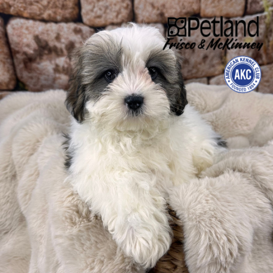 [#M11668] Golden F Lhasa Apso Puppies for Sale