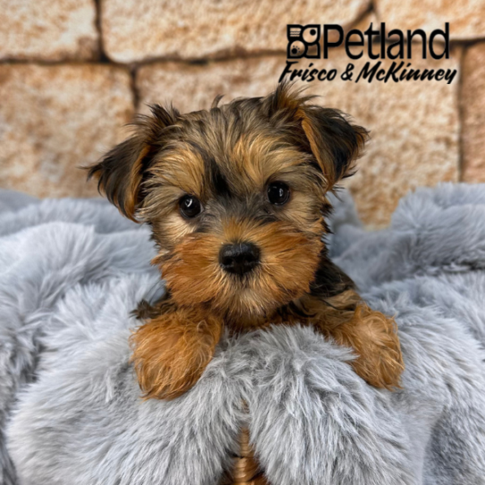 [#252922-03] Gold F Yorkshire Terrier Puppies for Sale